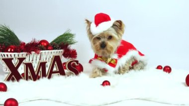 Noel zamanı. Yorkshire Teriyeri köpeği Noel Baba kostümü ve Xmas yazısıyla yatar. Beyaz arka planda tahta harfler, dekorasyon. Konsept kart, kopyalama alanı, tebrik ederim, 4K görüntü