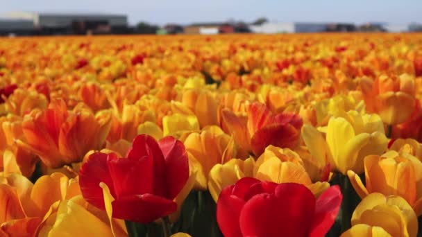 オランダのチューリップ フィールドで成長します 花は閉じて コンセプト観光 集団農場 農学者 ビジネス 植え付け — ストック動画