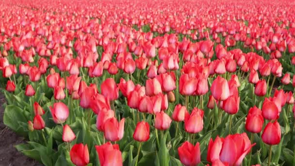 Holenderskie Tulipany Czerwone Rosną Polu Kwiaty Bliska Wiosna Turystyka Koncepcyjna — Wideo stockowe
