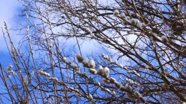 Wiosną Pąki Wierzby Zakwitły Drzewie Pod Niebem Koncepcja Przyrody Środowiska — Wideo stockowe