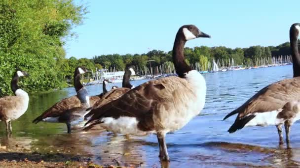 Bir Kaz Sürüsü Gölün Kıyısında Duruyor Tüylerini Temizliyor Kuşlar Doğa — Stok video