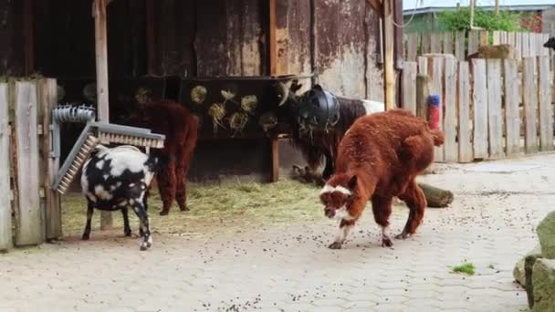 Alpaca Viszket Egy Patával Kecske Szalmát Eszik Másikat Megtisztítják Koncepció — Stock videók