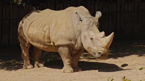 Brown Rhinoceros Big Horn Stands Zoo Sunny Weather Concept Animals — Stock Video