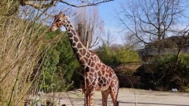 Hayvanat bahçesindeki zürafa çalıların dallarını yer, güneşli havalarda. Hayvanlar, memeliler, otçullar, çevre, rezerv, doğa koruma, turizm, seyahat, vahşi yaşam, nesli tükenmekte olan hayvanlar, üreme.