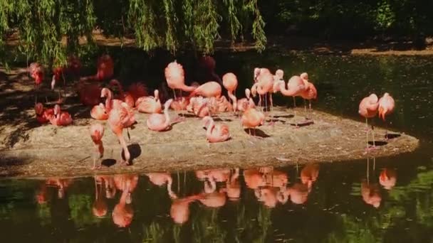 동물원에 플라밍고들은 서로를 호숫가 보호구역 위기에 — 비디오