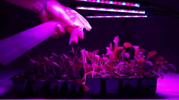 Γλάροι Στέκονται Κάτω Από Φυτολάμπες Μια Γυναίκα Ψεκάζει Ποτίζει Φυτά — Αρχείο Βίντεο