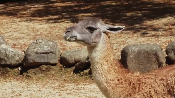 Lama Siedzi Żuje Trawę Zoo Bliska Koncepcja Zwierząt Ssaków Roślinożerców — Wideo stockowe