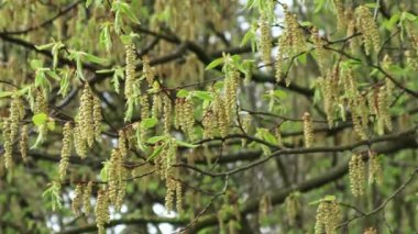 Ağaç açar, küpeler sallanır ve rüzgarda sallanır. Bahar, doğa, kopyalama alanı, çevre, doğa rezervi, orman, park, koruma, bakım, ekme, bahçe, temiz hava, mevsim, ahşap.