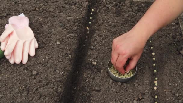 Kvinnorna Handplanterar Gröna Ärtor Trädgården Begreppet Växter Livsmedel Baljväxter Vitaminer — Stockvideo