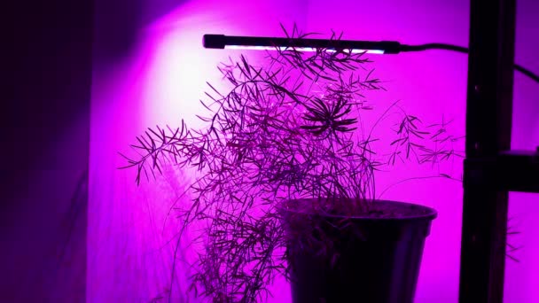 Fitolampa Brilla Sobre Una Planta Interior Casa Luz Púrpura Concepto — Vídeo de stock