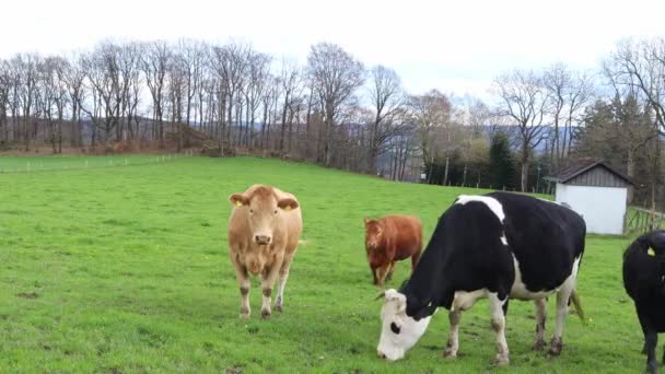 Koeien Grazen Het Veld Eten Groen Gras Likken Hun Tong — Stockvideo