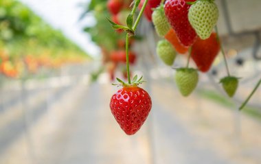 Yüksek bir yataktan sarkan çilekler, yakın plan. Tarım, tarım, sağlık, çöl, mevsim, hasat, vitamin, böğürtlen, iş, bitkiler, gübreler, büyüyen, ekin, sera, gıda, organik.