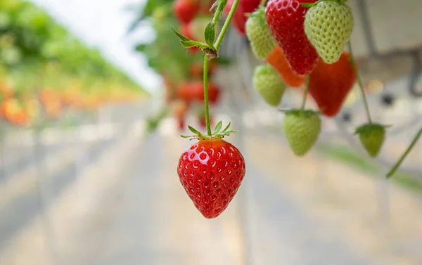 Strawberries Hanging High Bed Close Concept Farm Agronomist Health Desert — Stock Photo, Image