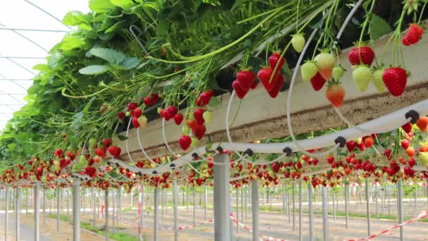 イチゴは温室内の高いベッドで成長します コンセプトファーム 農学者 デザート ビタミン ベリー ビジネス 植え付け — ストック動画