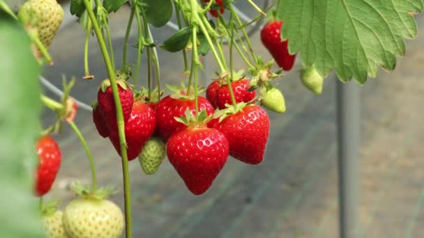 Erdbeeren Wachsen Auf Einem Hochbeet Einem Gewächshaus Konzeptbauernhof Agronom Gesundheit — Stockvideo