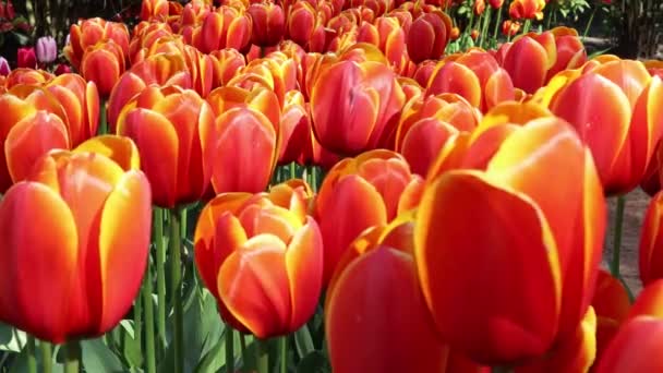 Tulipanes Naranja Primer Plano Crecen Clearing Holland Keukenhof Concepto Naturaleza — Vídeo de stock