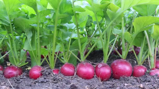 Retek Földben Kerek Közelről Szüret Koncepció Agronómus Mezőgazdasági Termelő Kertészkedés — Stock videók