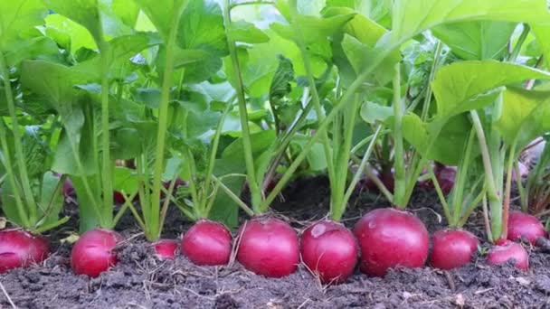 Rábano Crece Suelo Redondo Cerca Concepto Cosecha Agrónomo Agricultor Jardinería — Vídeos de Stock