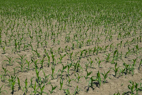 Maïsveld Jonge Spruiten Van Een Plant Concept Van Landbouw Landbouw — Stockfoto