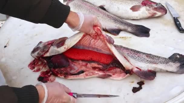 Ręce Człowieka Kroją Surową Rybę Wewnątrz Kawioru Koncepcja Rybaków Żywność — Wideo stockowe