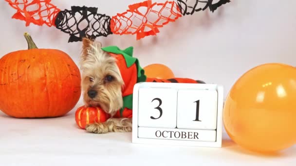 Yorkshire Terrier Dog Dressed Pumpkin Costume Lies Looks Camera Concept — Stock Video
