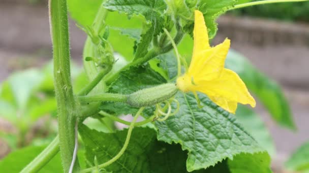 Concepto Alimento Agricultura Agrónomo Plantas Verduras Salud Vitaminas Crecimiento Invernadero — Vídeos de Stock