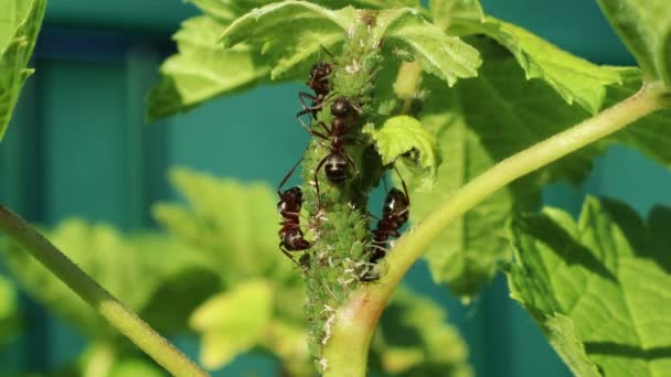 Ants Group Crawl Aphids Plant Close Concept Insects Pests Parasites — Stock Video