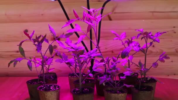 Semena Rajčat Stojí Pod Fytolampem Papírových Květináčích Stole Koncepce Rostlin — Stock video