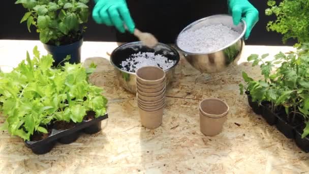 女手倒入白炭土 肥料倒入一杯土 有机作物的概念 — 图库视频影像