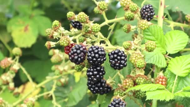 黑莓在灌木上生长概念收获 维生素 — 图库视频影像