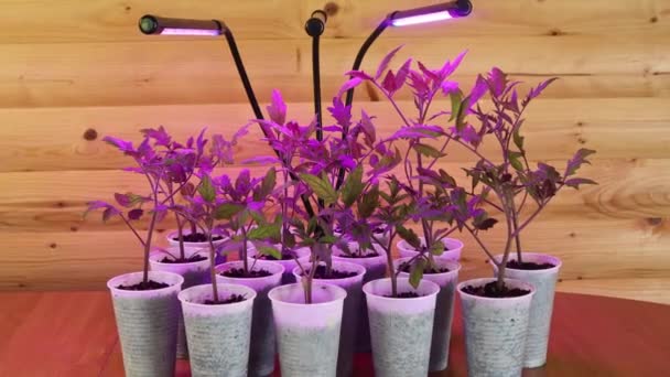 Les Semis Tomates Trouvent Sous Phytolamp Concept Jardinage Potager Culture — Video