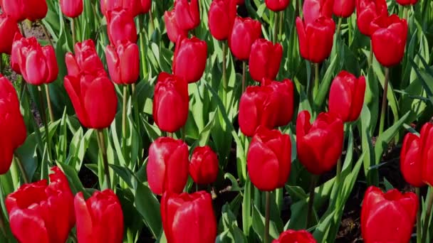 Röda Tulpaner Växer Ett Fält Närbild Begreppet Trädgårdsskötsel Odling Blommor — Stockvideo