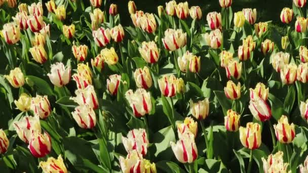Biały Czerwonymi Tulipanami Rosnącymi Polu Bliska Koncepcja Ogrodnictwa Uprawy Kwiaty — Wideo stockowe