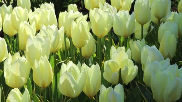 Білі Тюльпани Ростуть Полі Крупним Планом Концептуальне Садівництво Вирощування Квіти — стокове відео