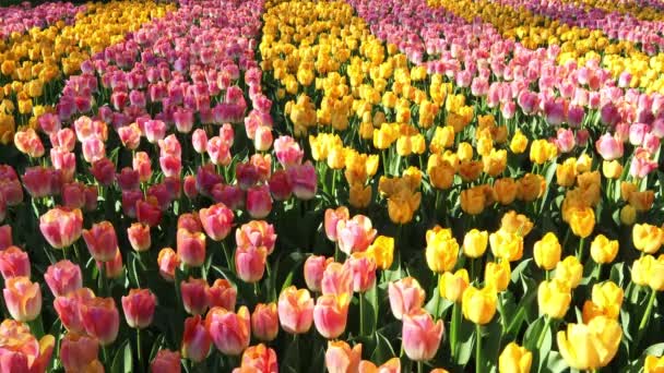 Żółte Różowe Tulipany Rosną Parku Wiosną Koncepcja Ogrodnictwa Uprawy Kwiaty — Wideo stockowe