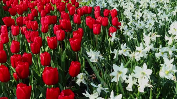 Tulipas Vermelhas Narcisos Brancos Crescem Parque Primavera Conceito Jardinagem Cultivo — Vídeo de Stock