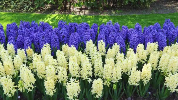 White Blue Hyacinths Grow Park Spring Concept Gardening Growing Flowers — Stock Video