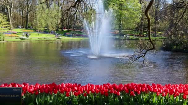 Park Czerwonych Tulipanów Fontanny Ludzi Spacerujących Pojęcie Zdrowie Rolnictwo Ogrodnictwo — Wideo stockowe