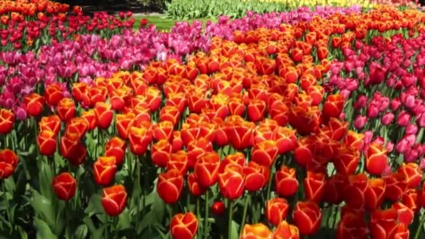 Orange Och Rosa Tulpaner Växer Parken Våren Begreppet Trädgårdsskötsel Odling — Stockvideo