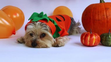 Kabak kostümü giyen küçük bir köpek beyaz bir yüzeyde yatıyor. Etrafında turuncu balonlar ve çeşitli balkabakları var. Bayram atmosferi yaratıyorlar..