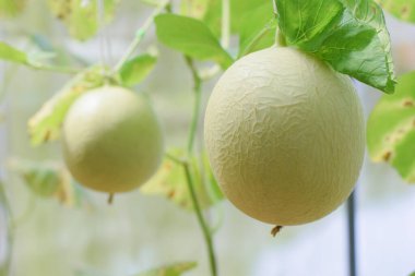 yeşil ev bahçesinde taze karpuz organik meyve