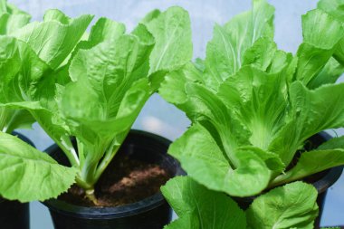 organik sebze çiftliği. sağlıklı yeme kavramı