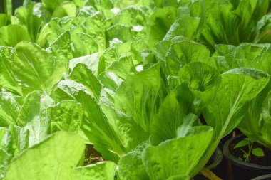 organik sebze çiftliği. sağlıklı yeme kavramı