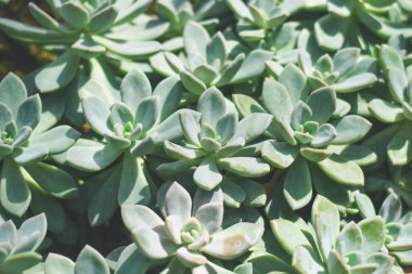 Sulu kaktüs ev bitkisi dekorasyonu konsepti