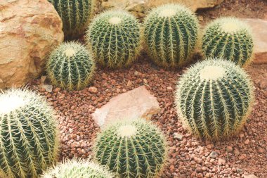 Bahçedeki kaktüs. ev bitkisi dekorasyonu kavramı.