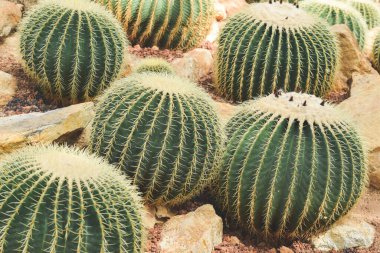 Bahçedeki kaktüs. ev bitkisi dekorasyonu kavramı.