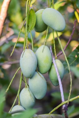 fresh organic mango fruit on tree in orchard