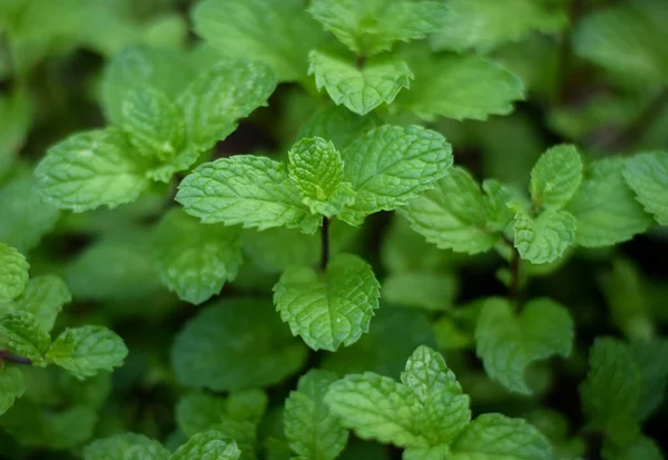 Fresh Organic Mint Leaf Herb Plant Vegetable Garden — Stock Photo, Image