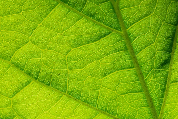 Grüne Blattadern Texturen Für Hintergründe Und Tapeten Textur Hintergrund Abstrakter — Stockfoto