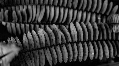 Ferochrome Fern Yaprak Arkaplanı. Doğa Arkaplanı. Makro Fotoğrafçılık. Yakın çekim.